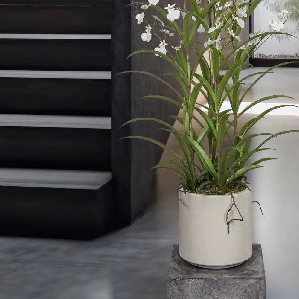 ONCIDIUM fehér mű táncoló hölgy orchidea 129 cm