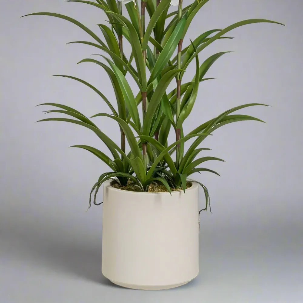 ONCIDIUM fehér mű táncoló hölgy orchidea 129 cm
