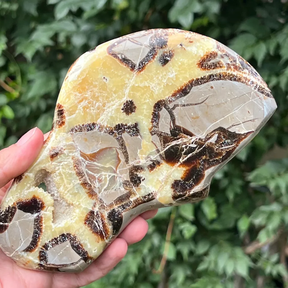 Slice septaria XL m2