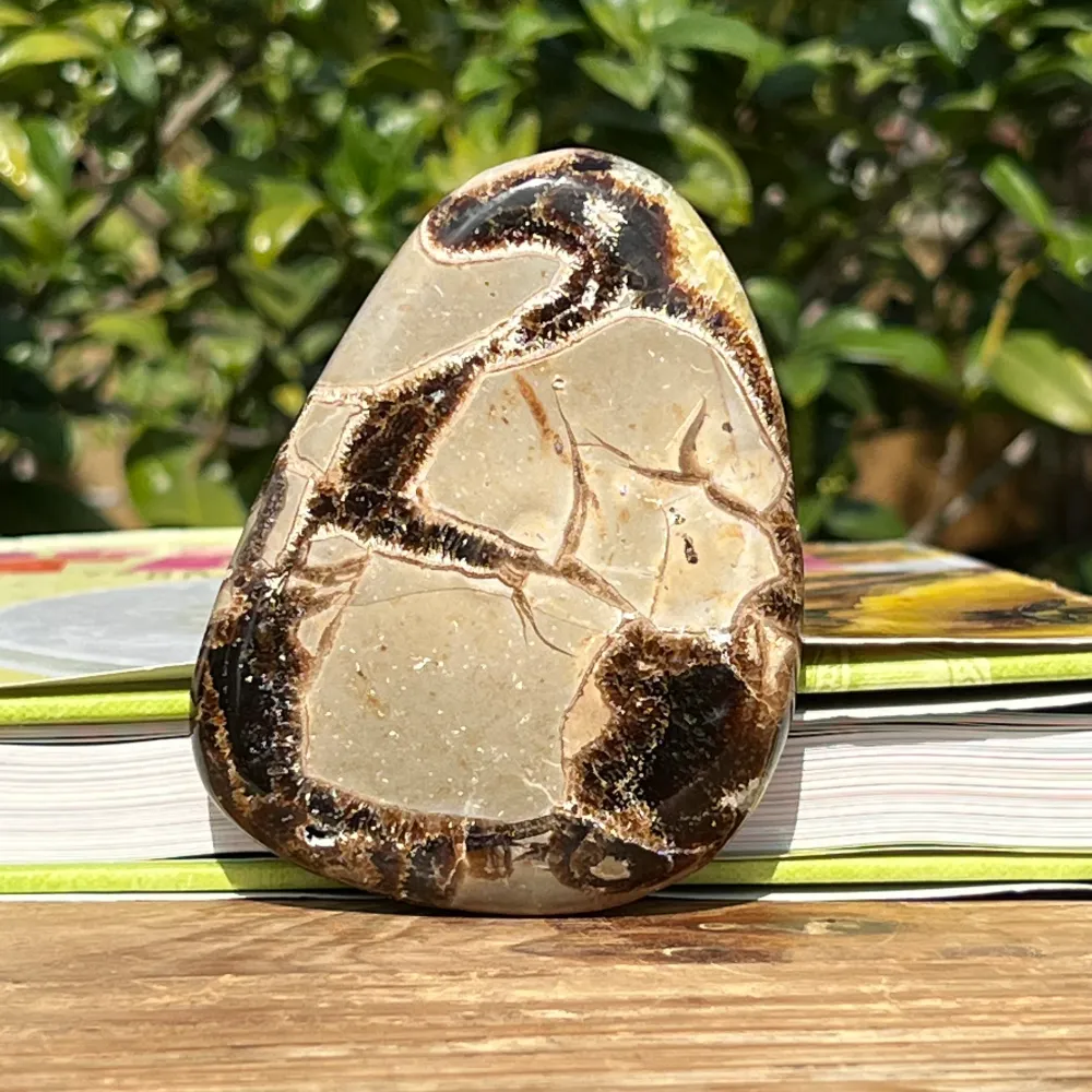 Szelet septaria m7