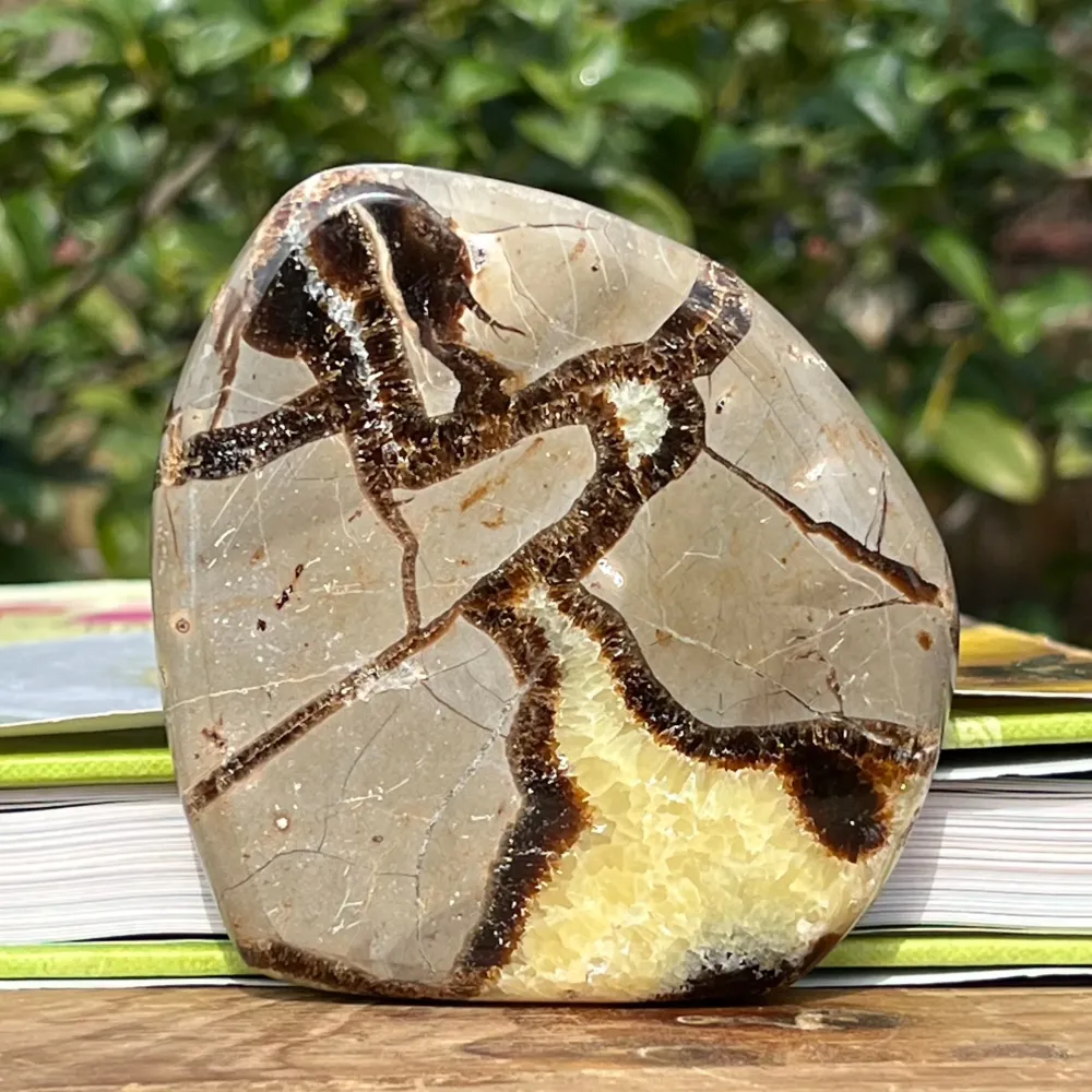 Szeletet septaria m6
