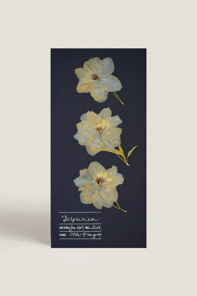 Herbarium sarkantyúfű üdvözlőlap - kék