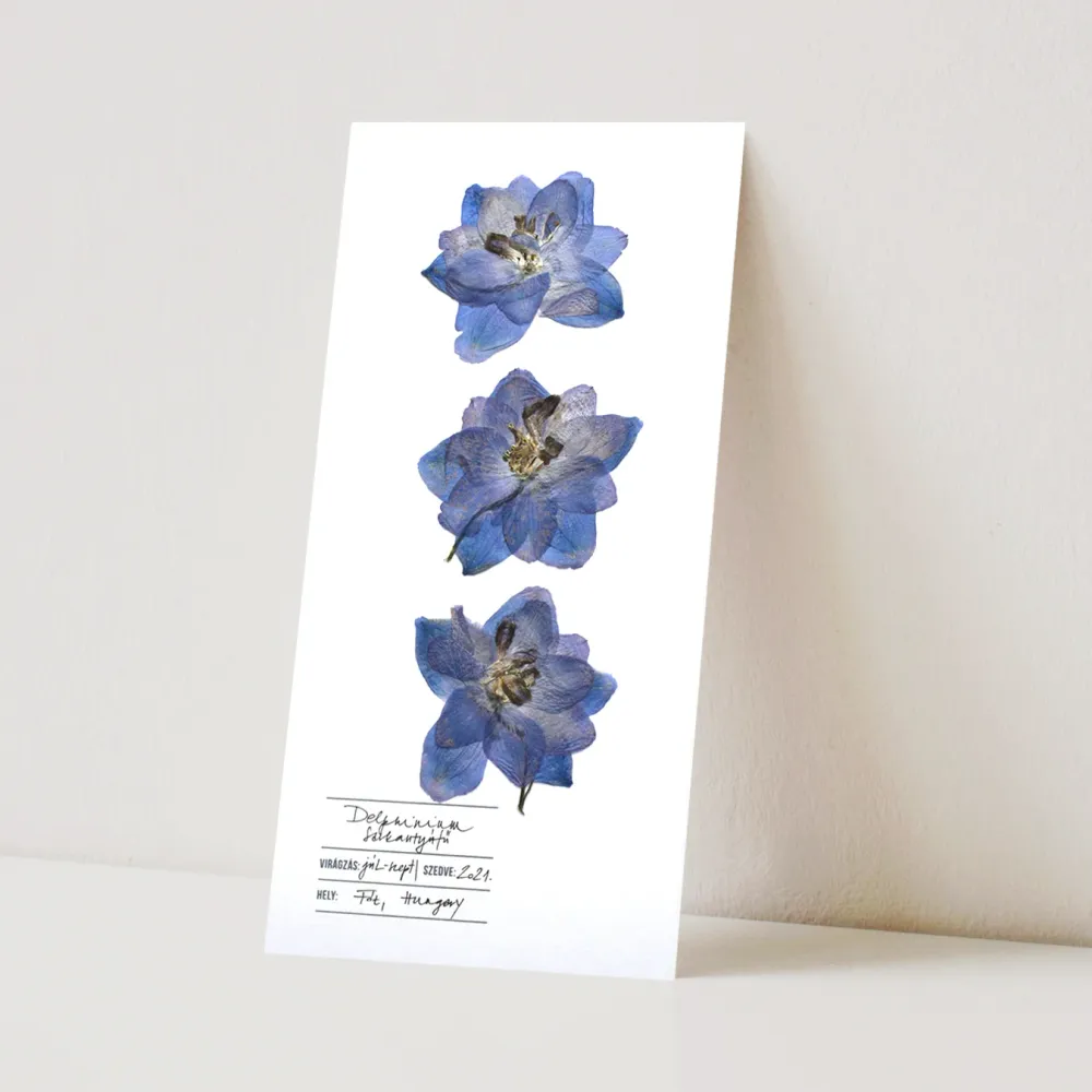 Herbarium sarkantyúfű üdvözlőlap - fehér
