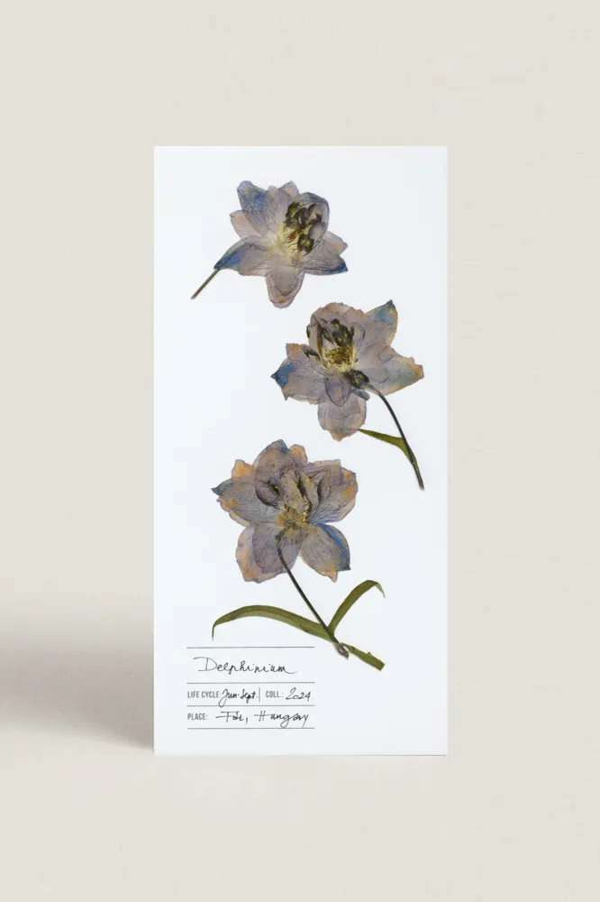 Herbarium sarkantyúfű üdvözlőlap - fehér