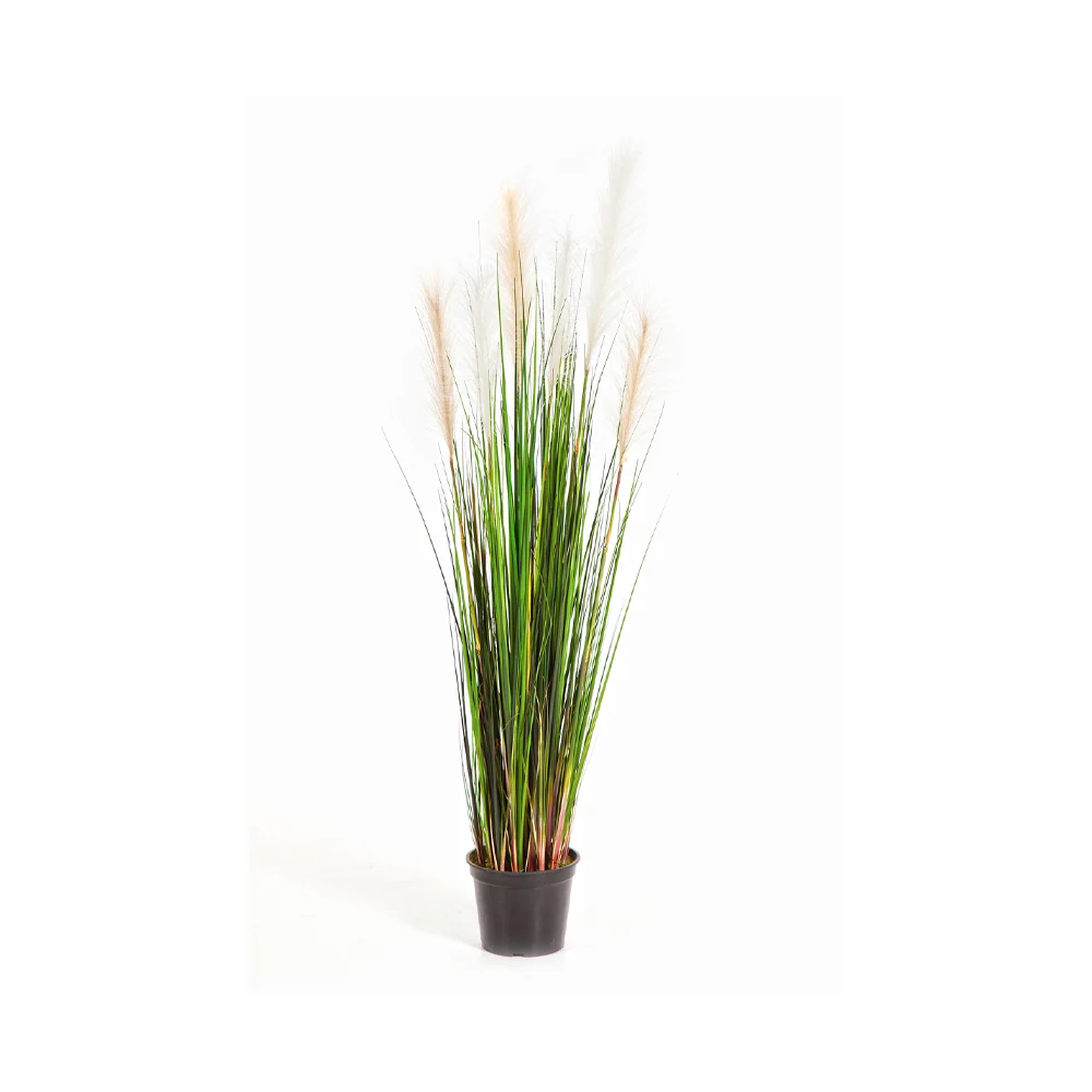 CALAMAGROSTIS mű nádsás 120 cm