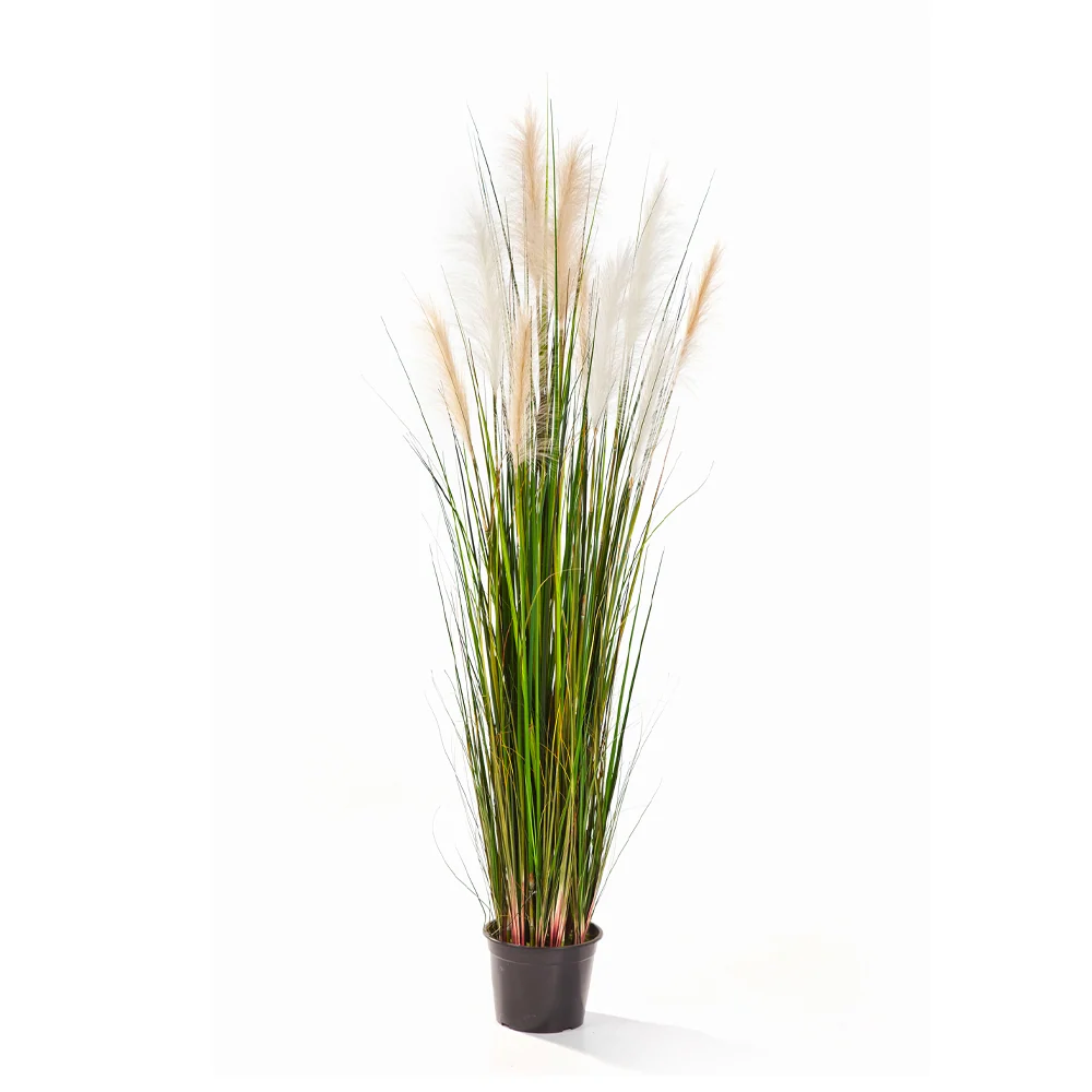 CALAMAGROSTIS mű nádsás 150 cm