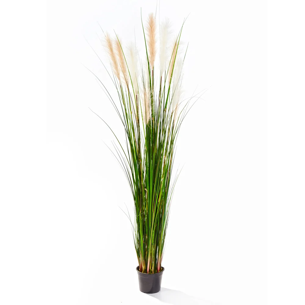 CALAMAGROSTIS mű nádsás 180 cm