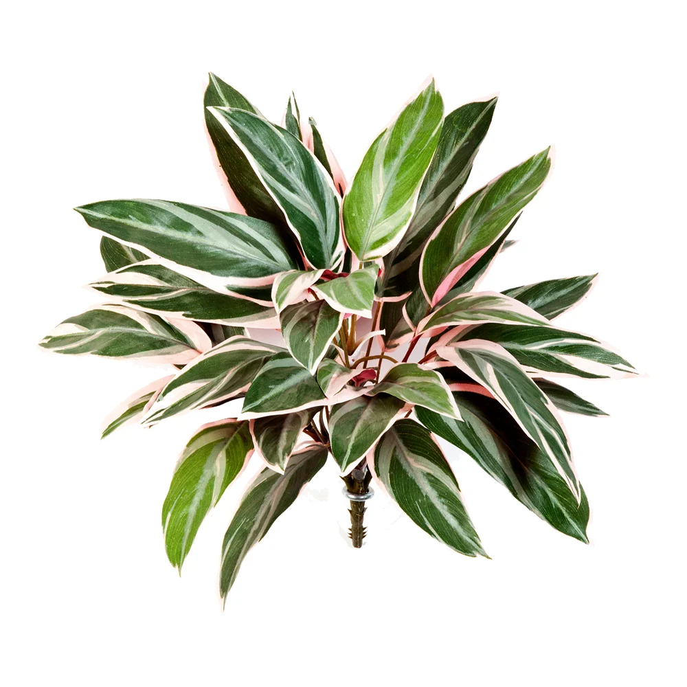 CORDYLINE mű betűzős háromszínű bunkóliliom 48 cm