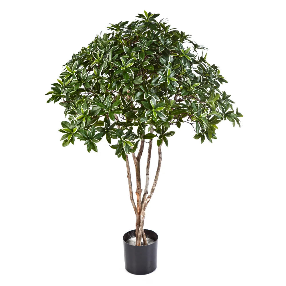 EUONYMUS zöld mű japán kecskerágó fa 120 cm