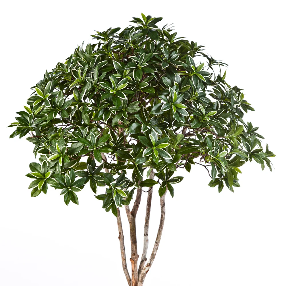EUONYMUS zöld mű japán kecskerágó fa 120 cm
