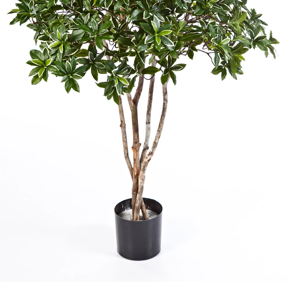 EUONYMUS zöld mű japán kecskerágó fa 120 cm