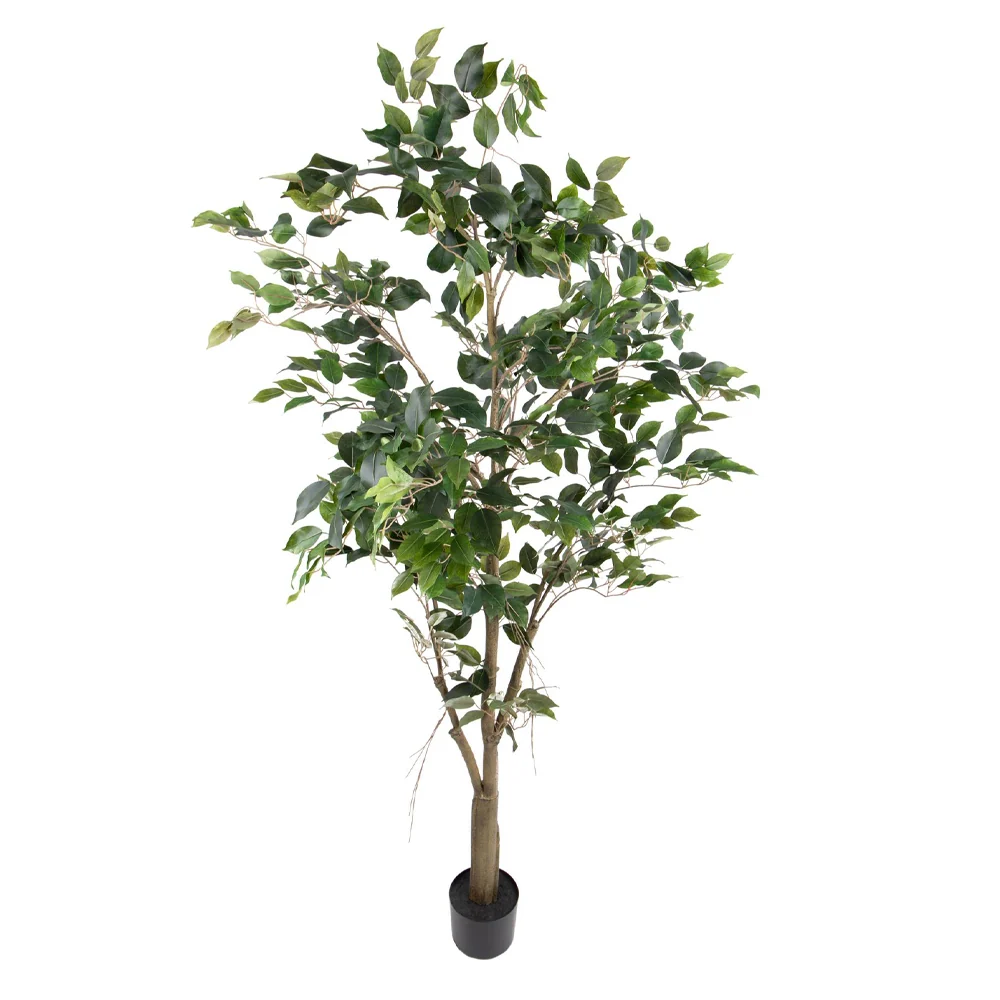 FICUS BENJAMINA zöld mű fikusz cserje 183 cm