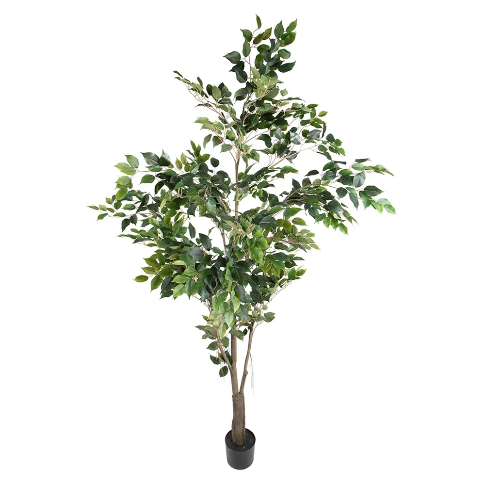 FICUS BENJAMINA zöld mű fikusz cserje 213 cm