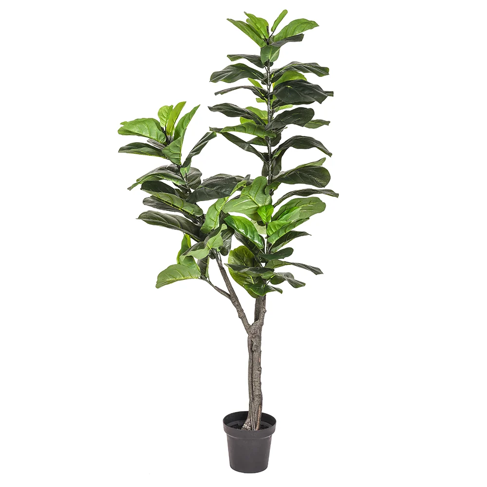 FICUS LYRATA zöld mű fikusz cserje 175 cm