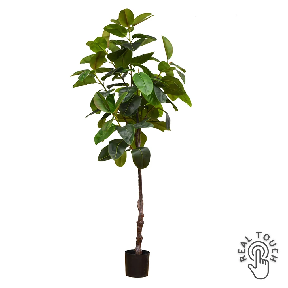 FICUS RUBBER zöld mű fikusz cserje 210 cm