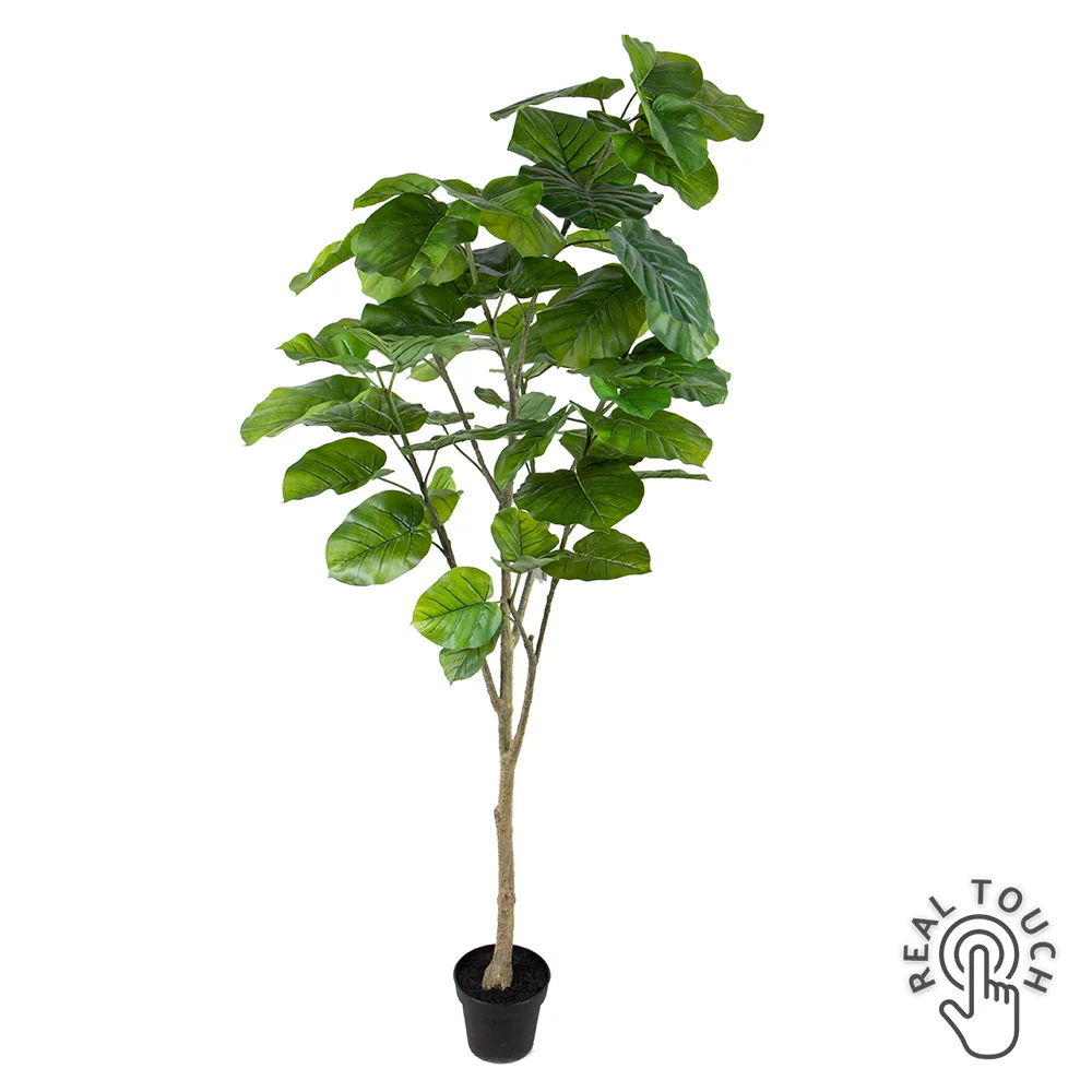 FICUS zöld mű fikusz cserje 200 cm