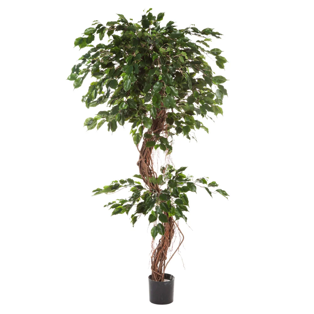 Fikusz cserje cserepes műnövény 180 cm "Ficus Exotica"