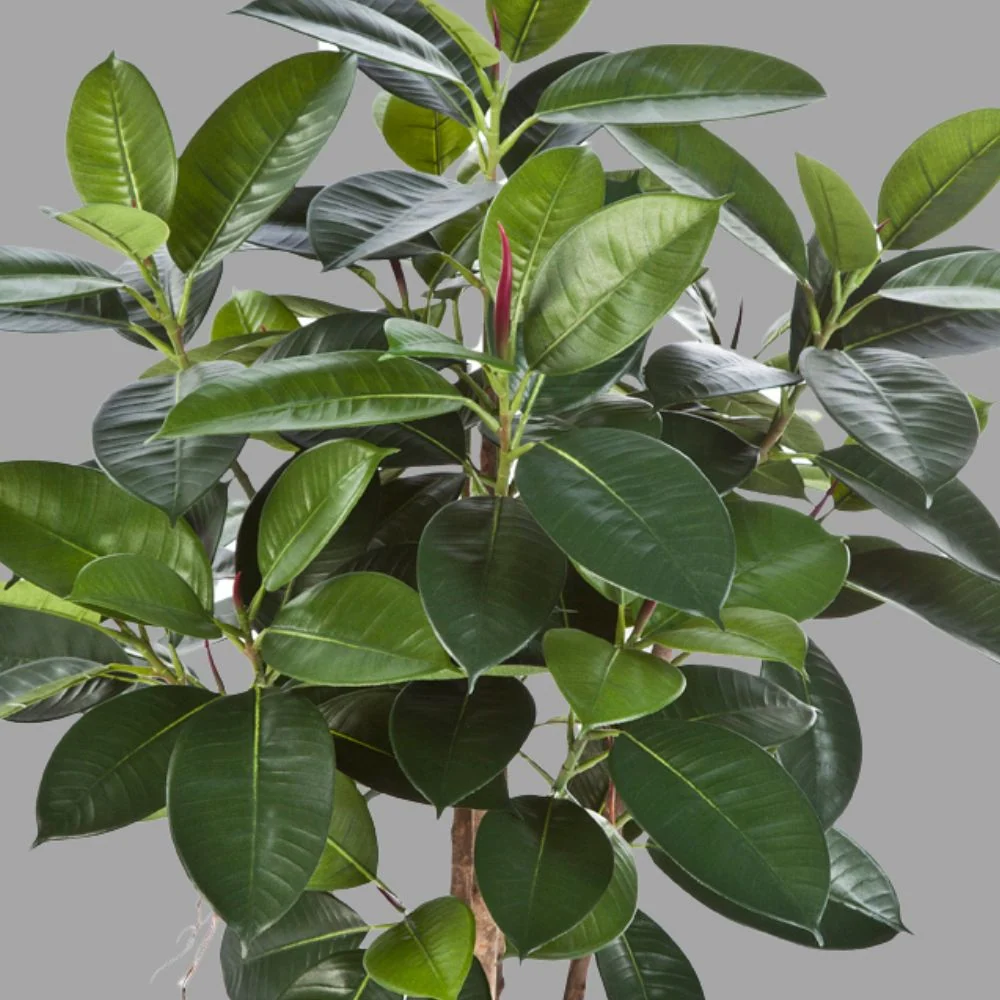 Fikusz cserje cserepes műnövény 90 cm "Ficus Elastica"