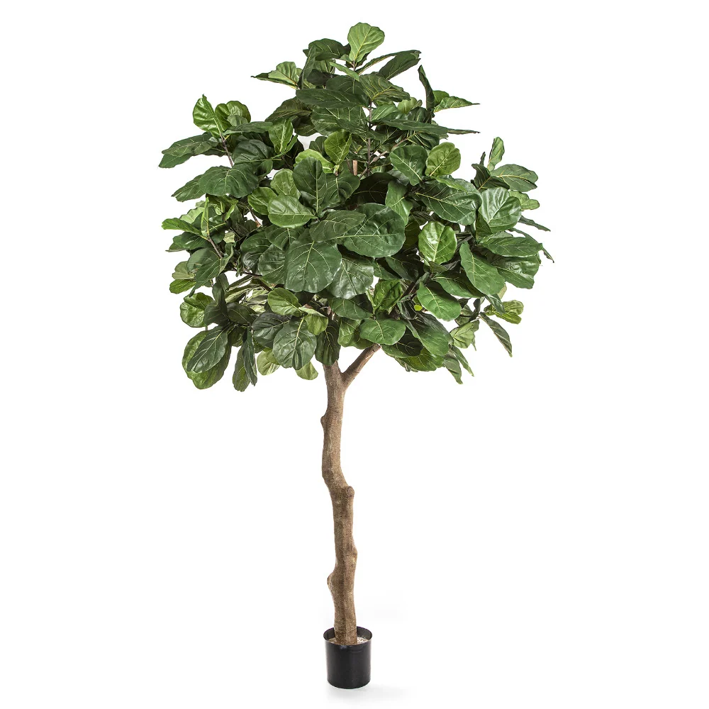Óriás fikusz cserje cserepes műnövény 360 cm "Ficus Lyrata"