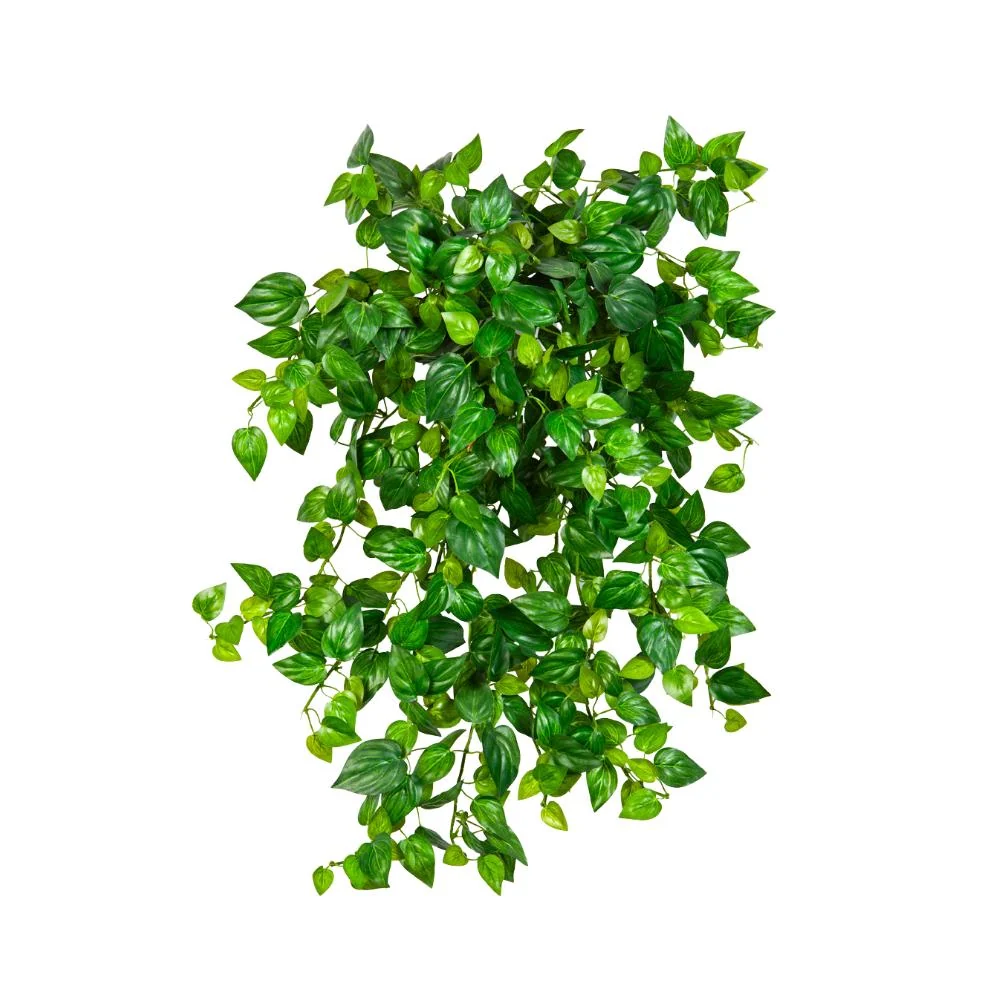 PHILODENDRON zöld aprólevelű mű filodendron csüngő 50 cm