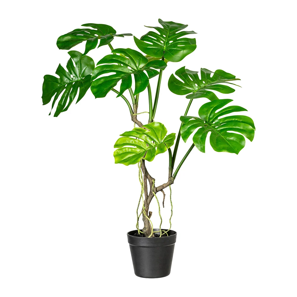 PHILODENDRON zöld mű filodendron 75 cm