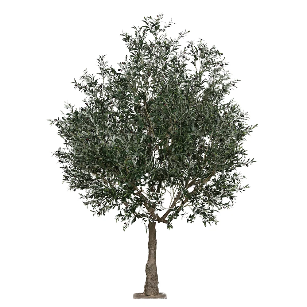 OLEA nagy mű olajfa 250 cm