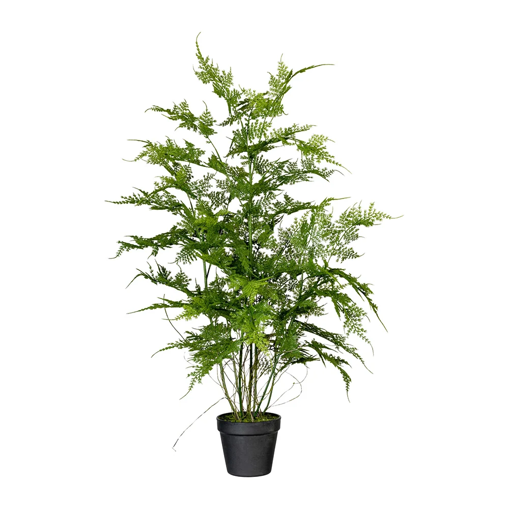 ASPARAGUS zöld mű aszparágusz bokor 80 cm
