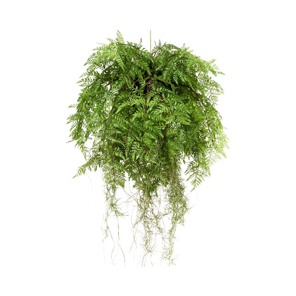 POLYPODIOPSIDA függeszthető zöld mű páfrány 55 cm