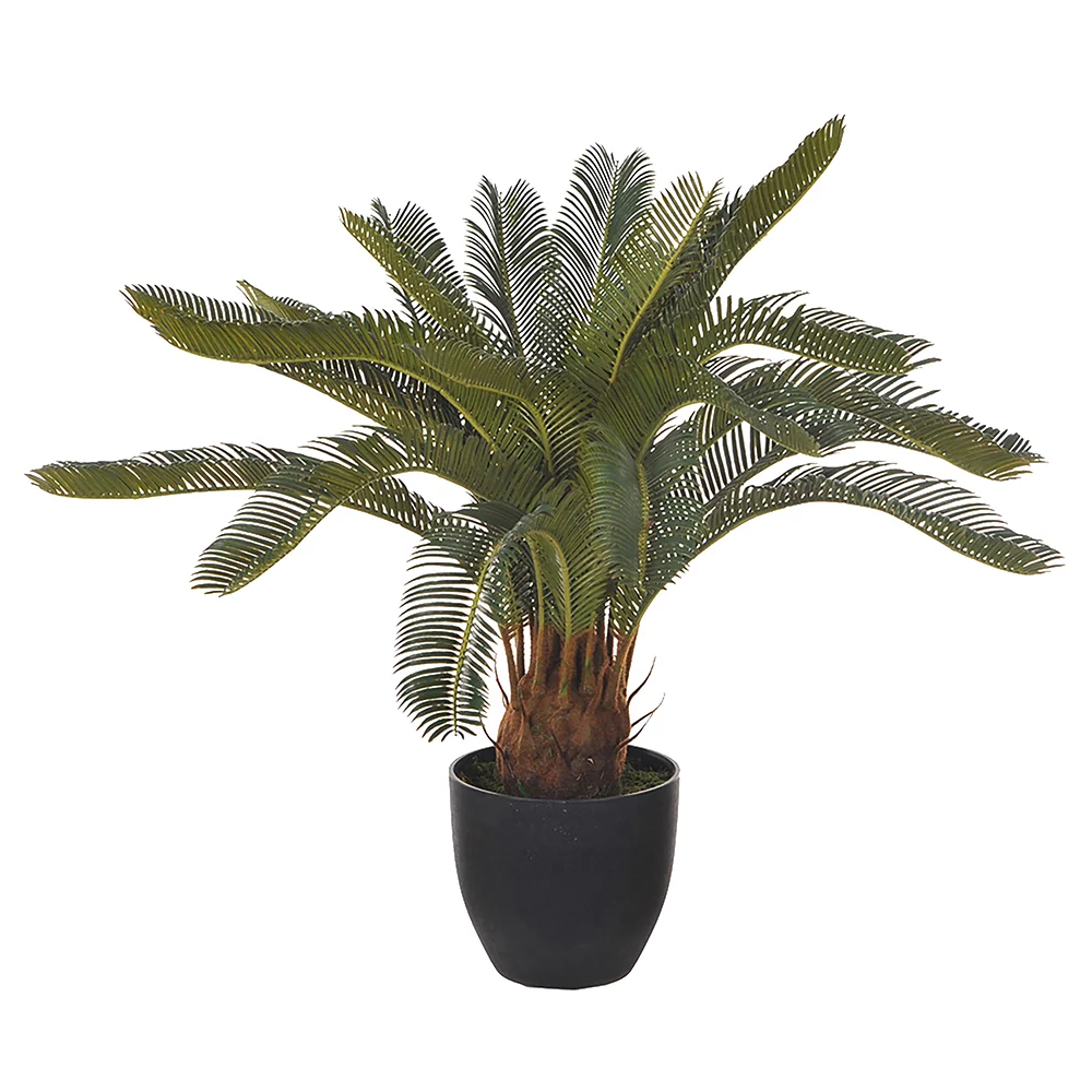 CYCAS REVOLUTA zöld mű cikász pálma 70 cm