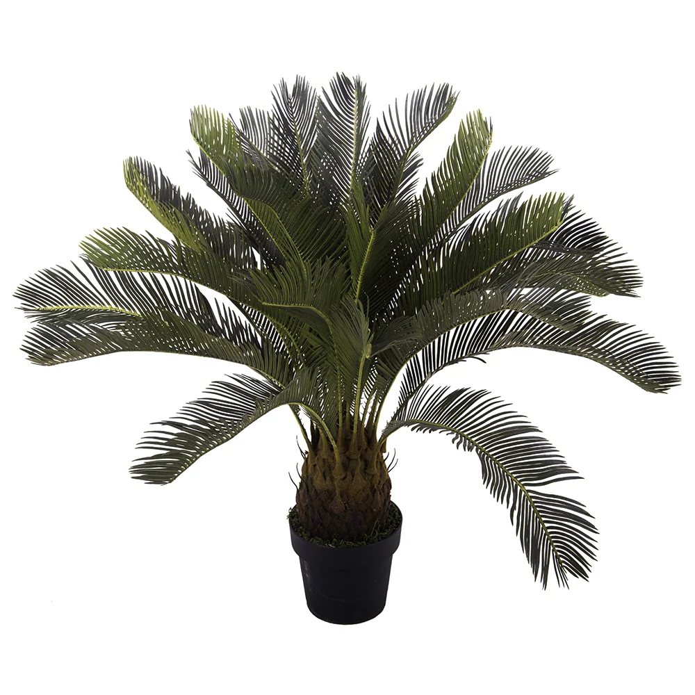 CYCAS REVOLUTA zöld mű cikász pálma 93 cm