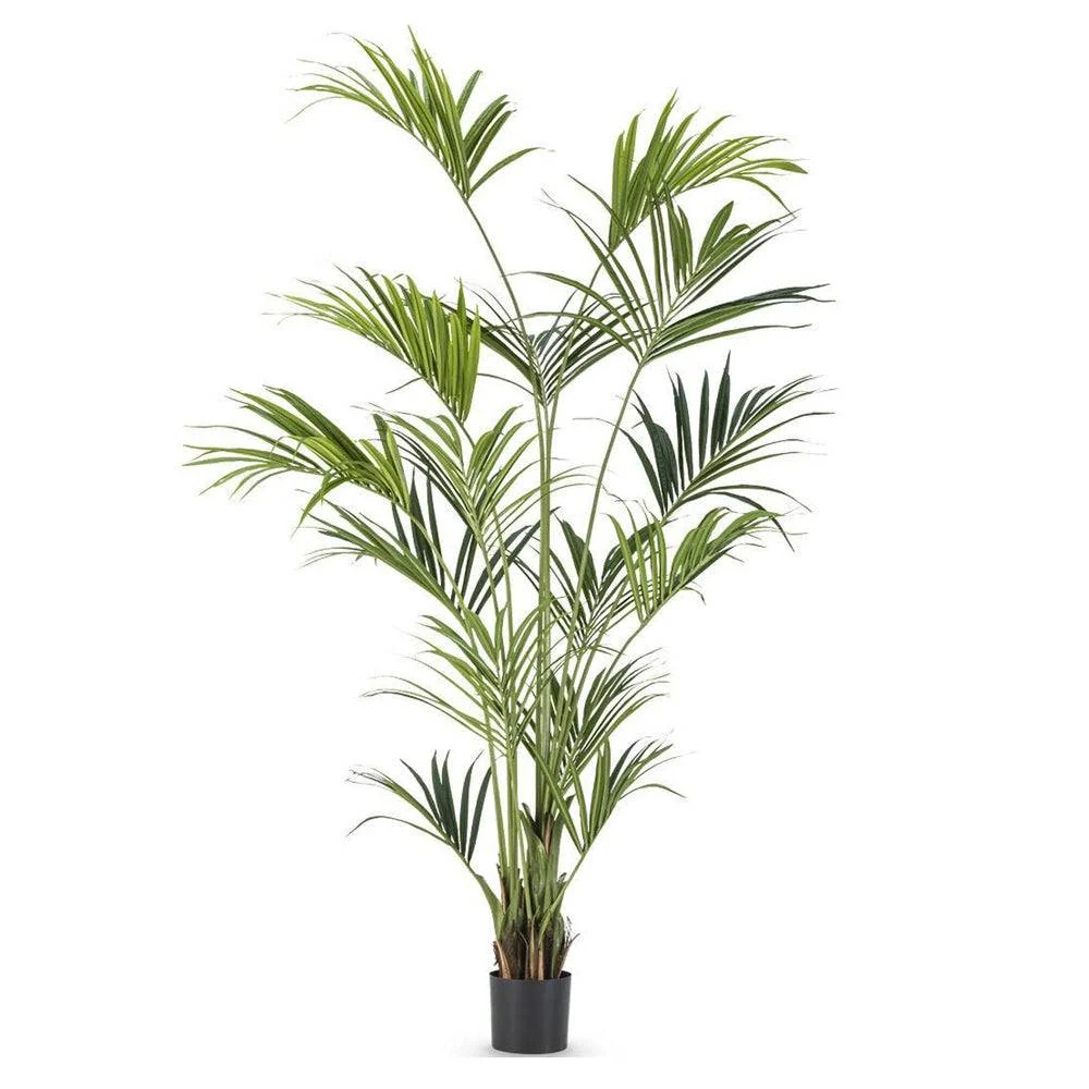 KENTIA zöld mű kencia pálma 240 cm