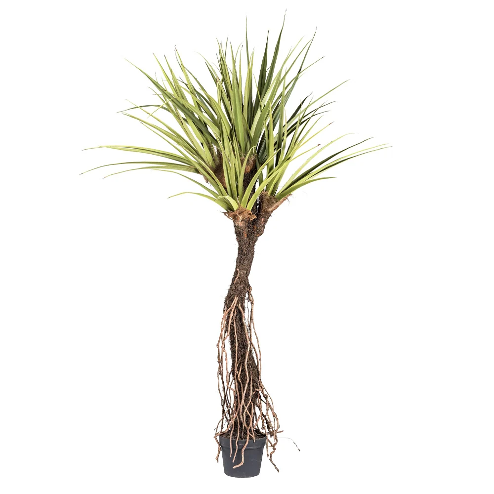 PANDANUS TECTORIUS óriás mű illatos csavarpálma 270 cm