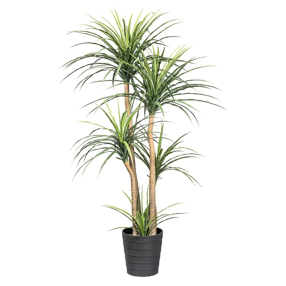 DRACAENA zöld mű sárkányfa 160 cm