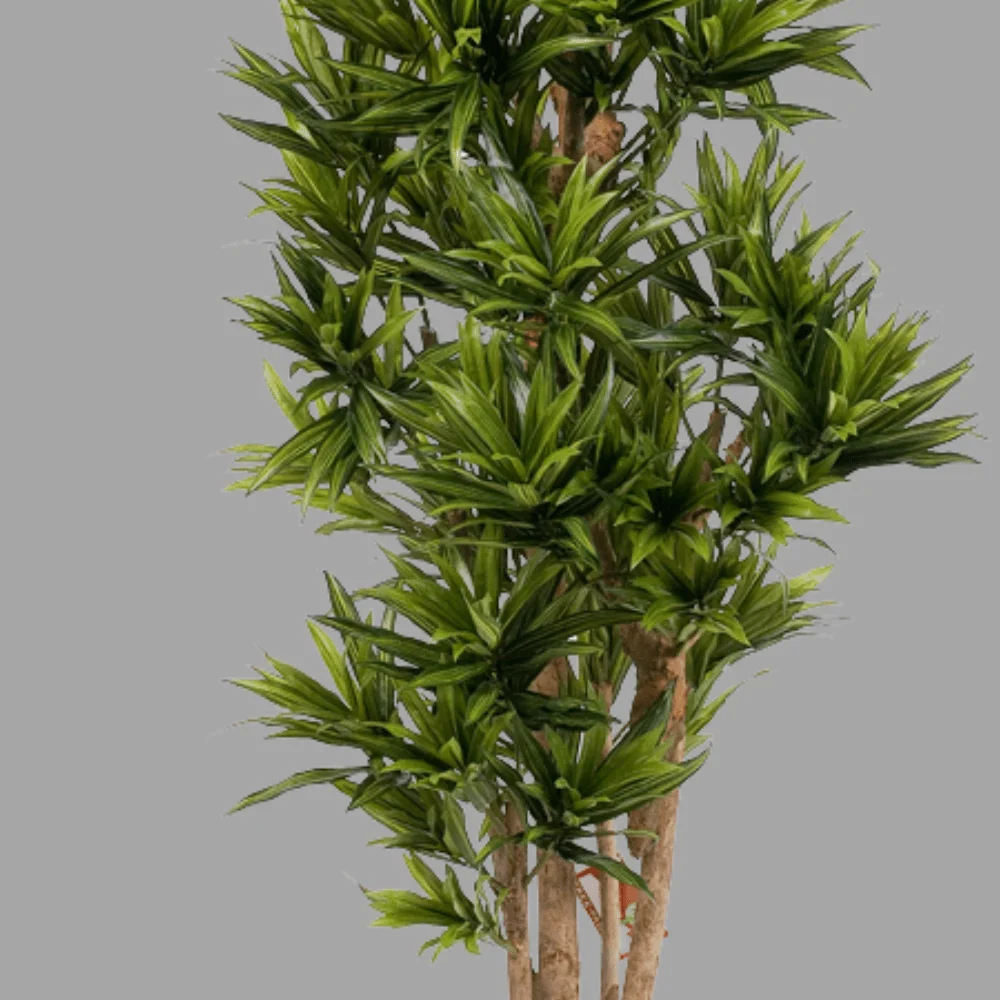 Sárkányfa cserepes műnövény 150 cm "Dracaena"