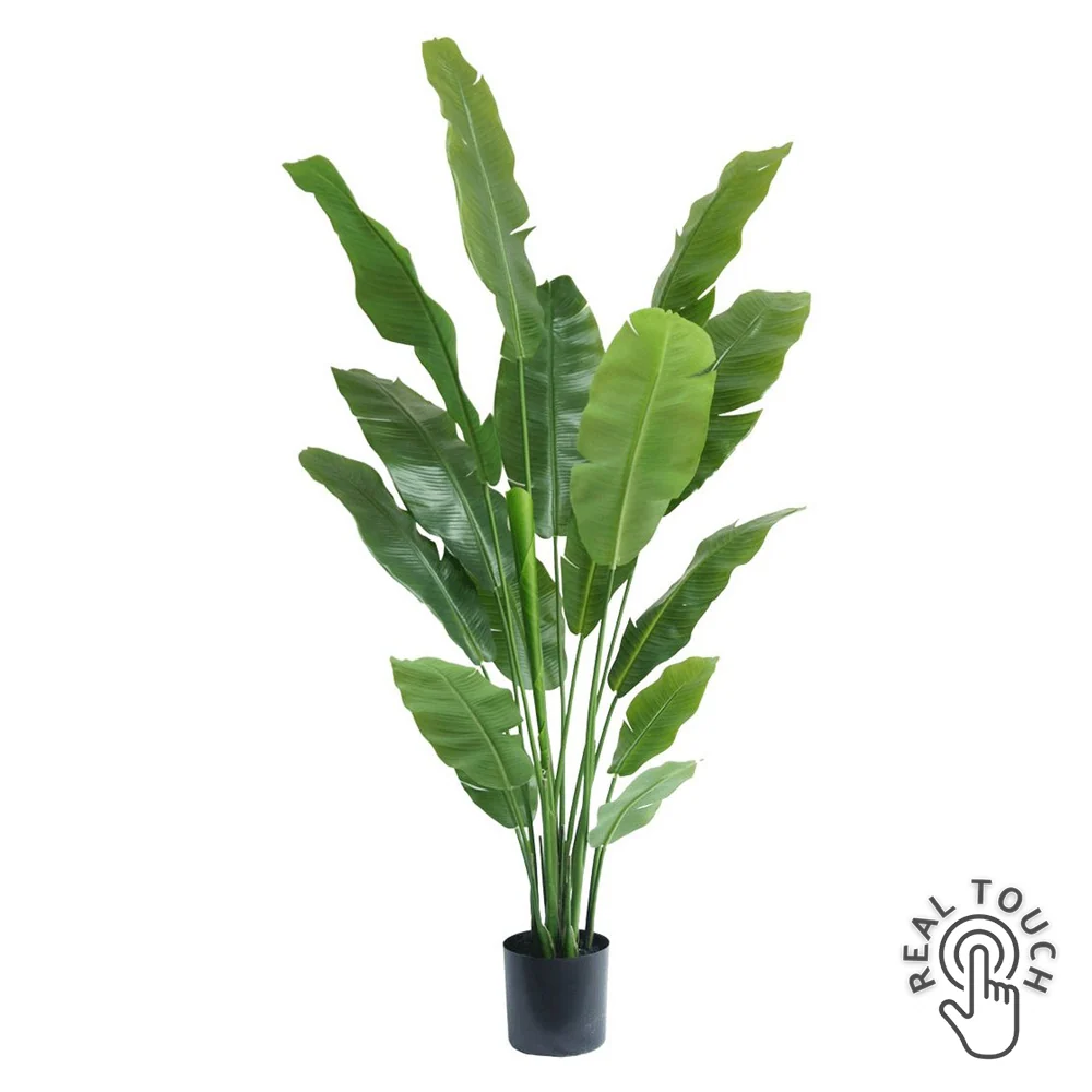 STRELITZIA NICOLAI zöld mű strelitzia 180 cm