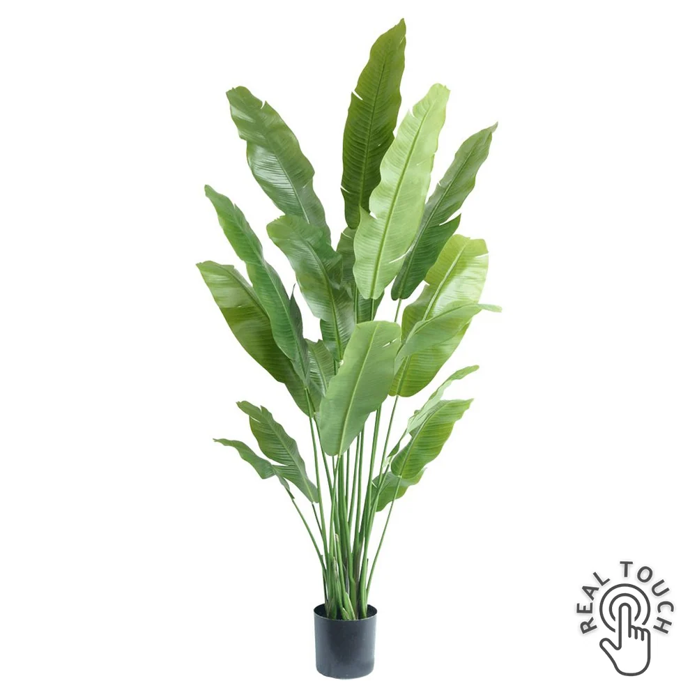 STRELITZIA NICOLAI zöld mű strelitzia 195 cm