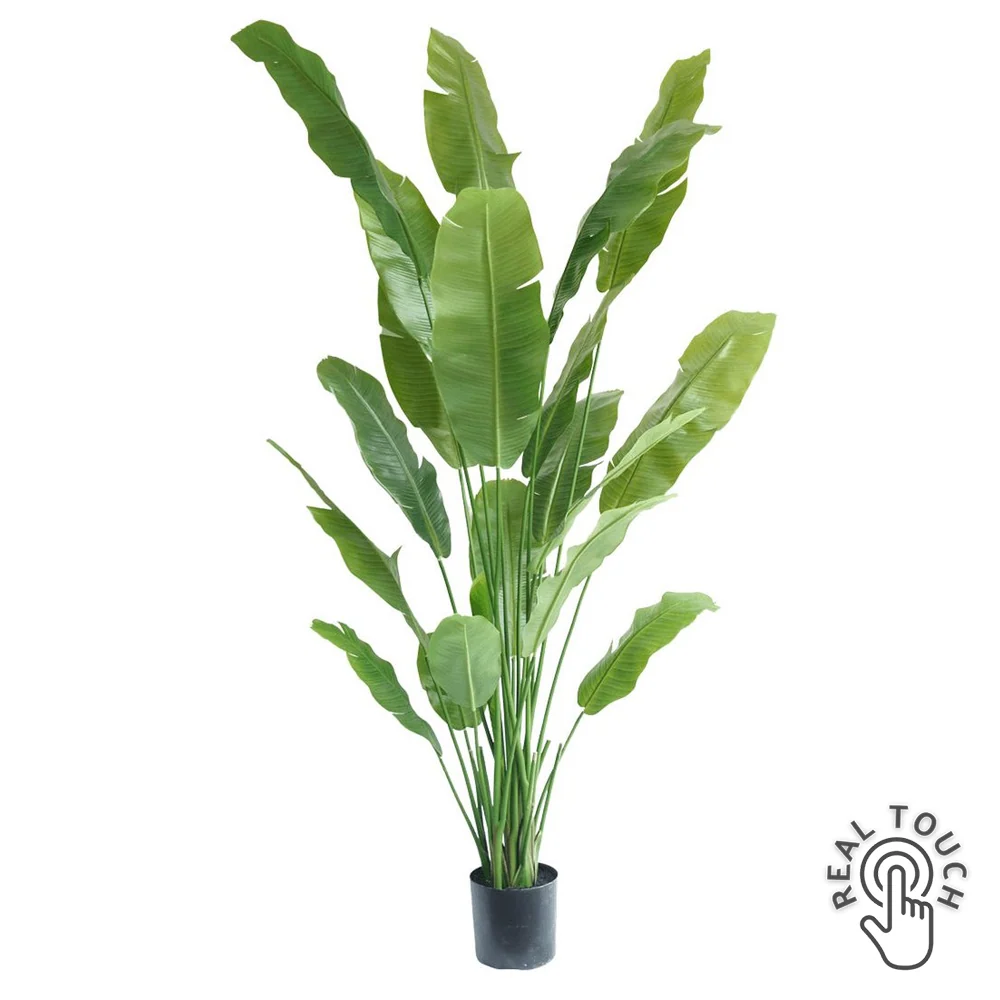 STRELITZIA NICOLAI zöld mű strelitzia 215 cm