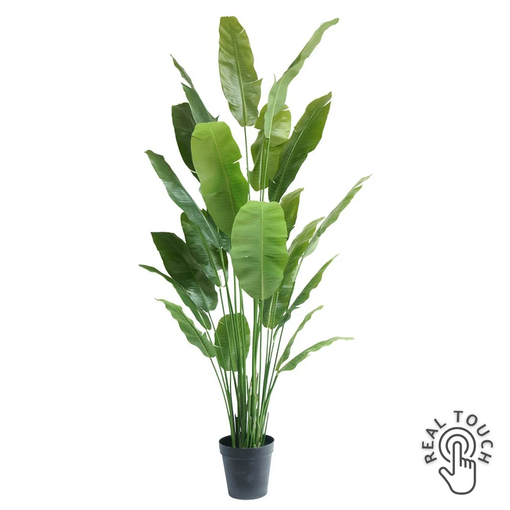 STRELITZIA NICOLAI zöld mű strelitzia 235 cm