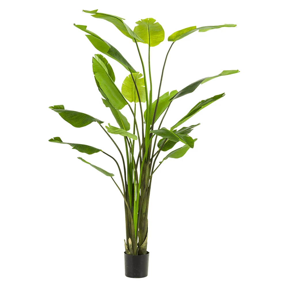 STRELITZIA óriás mű strelitzia 235 cm