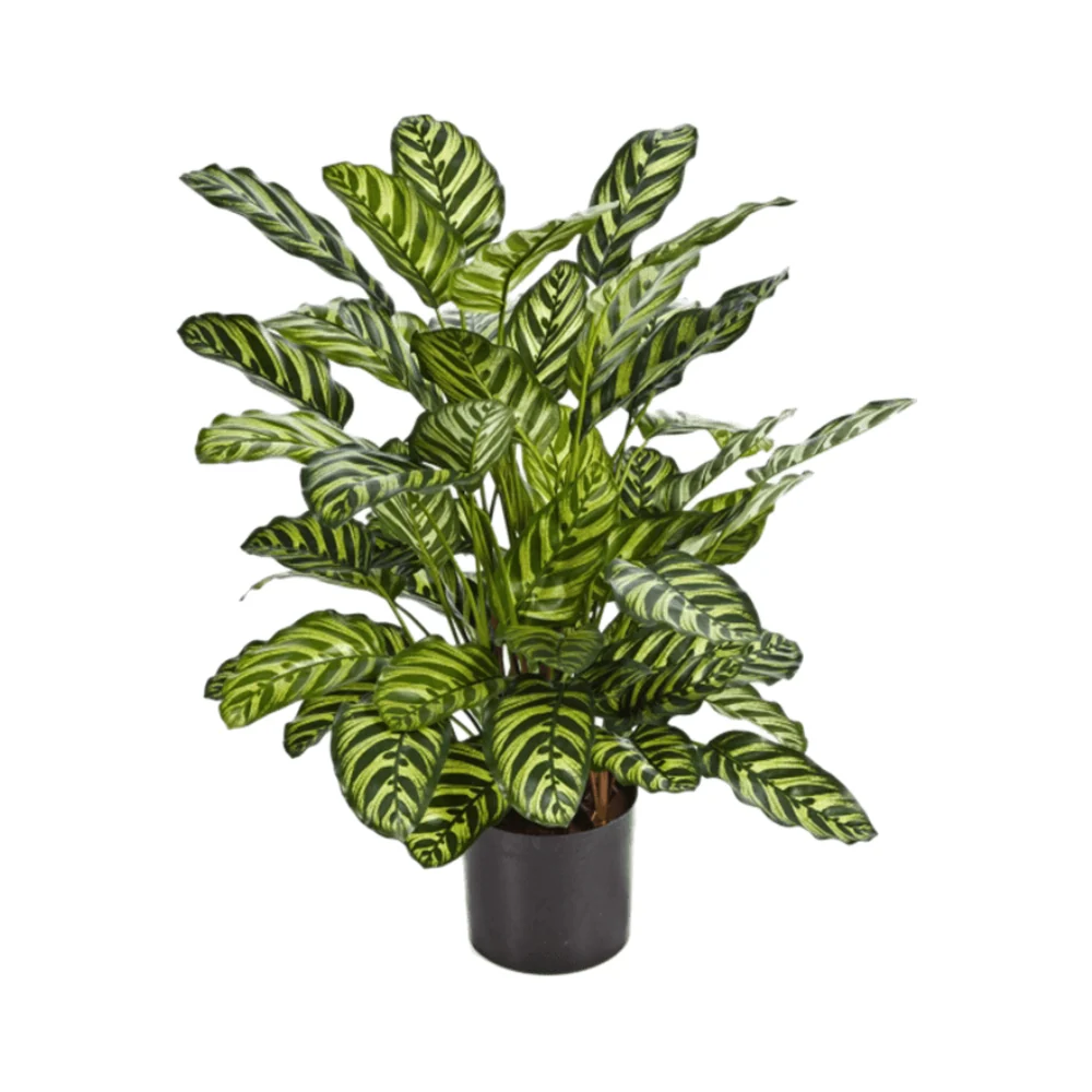 CALATHEA zöld zebralevél műnövény 78 cm