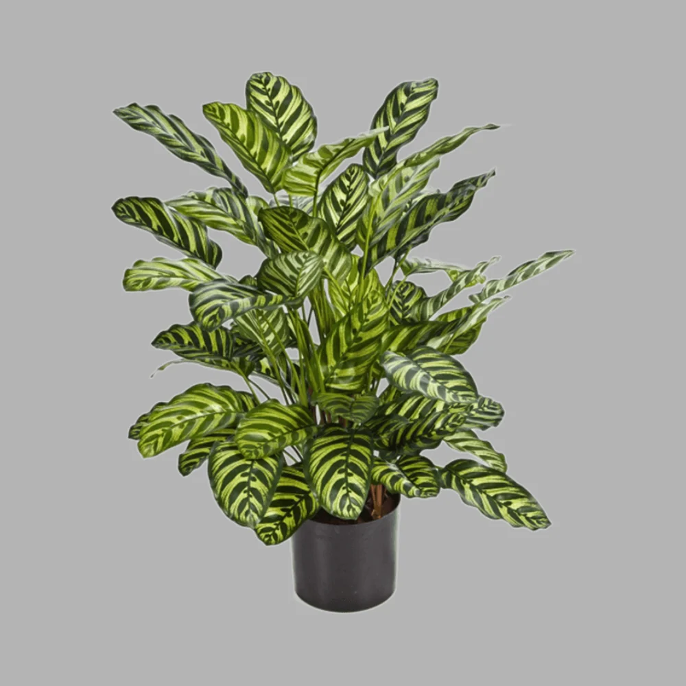 CALATHEA zöld zebralevél műnövény 78 cm
