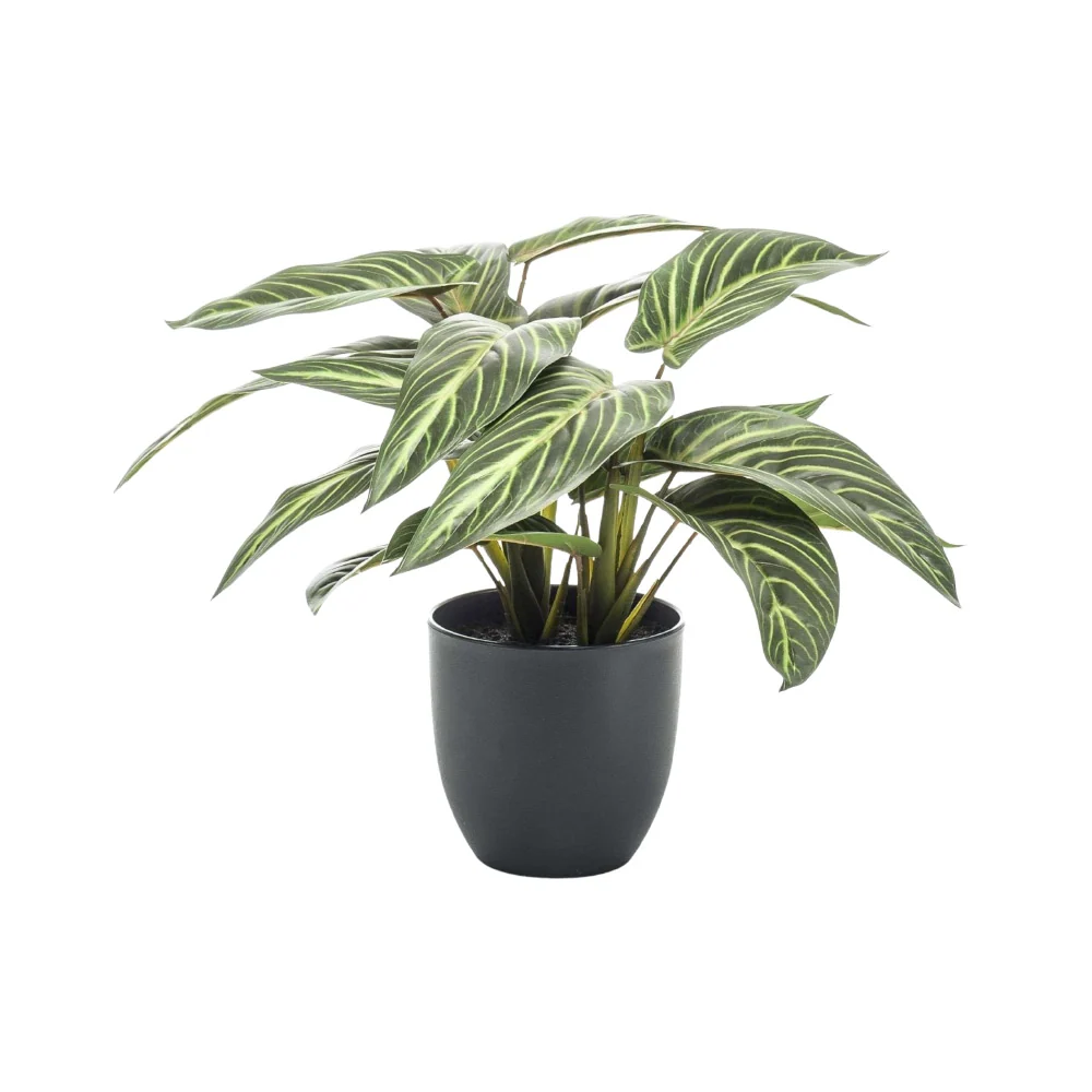 CALATHEA zöld zebralevél műnövény díszkaspóban 38 cm