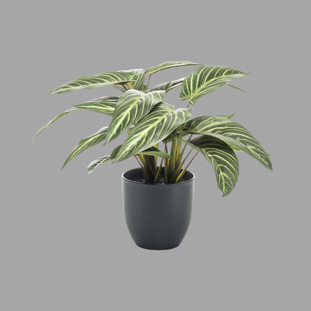 CALATHEA zöld zebralevél műnövény díszkaspóban 38 cm