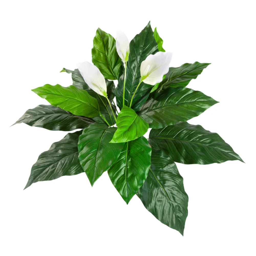 SPATHIPHYLLUM betűzős zöld vitorlavirág 71 cm