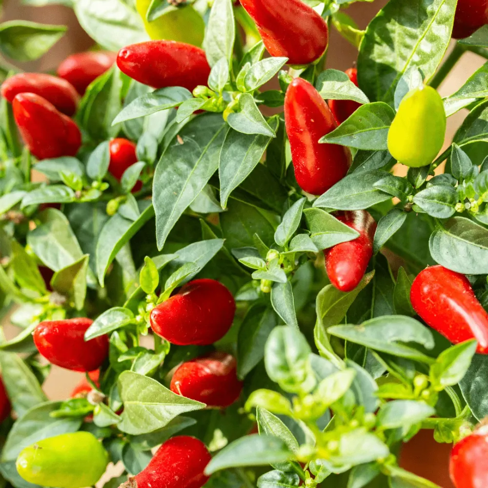 Chili Etna vetőmag