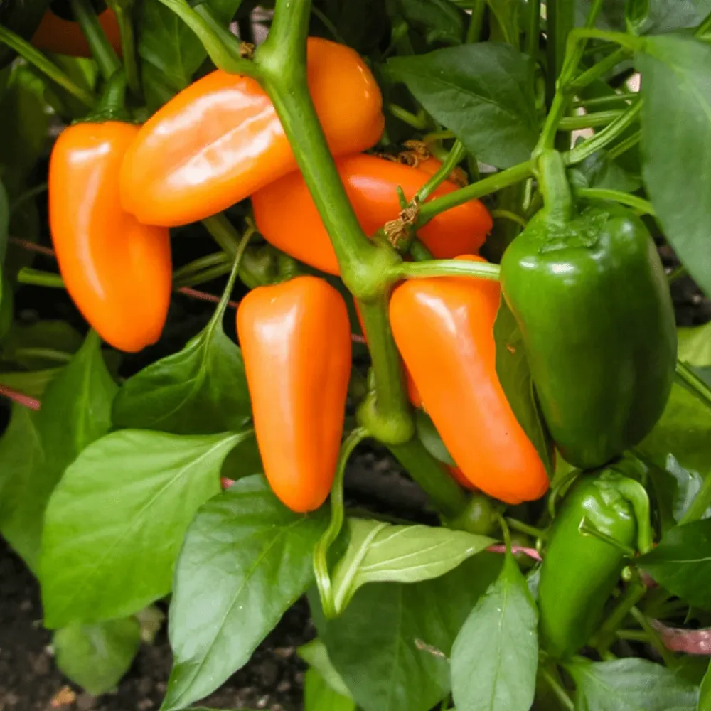 Paprika Hamik vetőmag