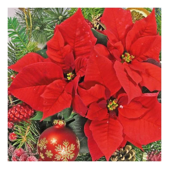 Red Poinsettia papírszalvéta