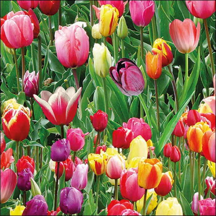 Tulipán mező Virágos papírszalvéta 33x33cm Tulips Field