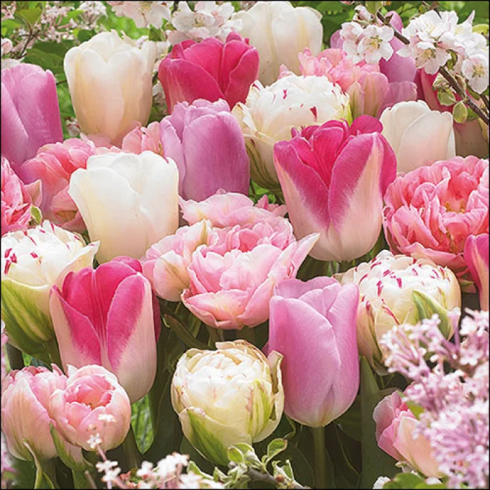 Tulipán Virágos papírszalvéta 33x33cm Pink Tulips
