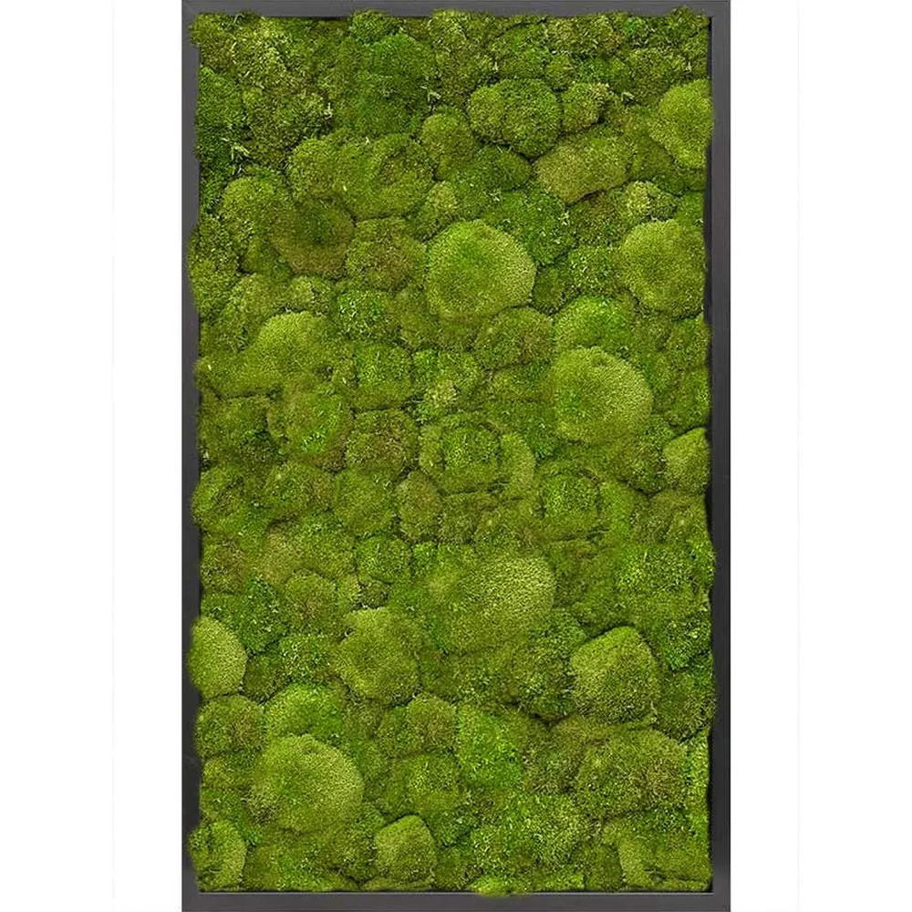 MUSCUS gömbmoha növényfal panel 100 x 60 cm